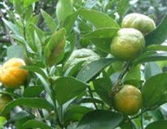 نارنگی تایوانی